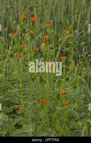 Sommerfasanauge (Adonis aestivalis) in Blüten und Früchten, die auf Ackerfeldern in Rumänien wachsen Stockfoto