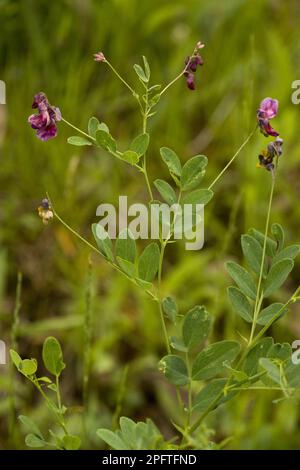 Schwarze Erbse (Lathyrus niger), schwarze Chickling-Erbse, dunkle Chickling-Erbse, Schmetterlingspflanze, schwarze Erbse mit Blüte, Rumänien Stockfoto