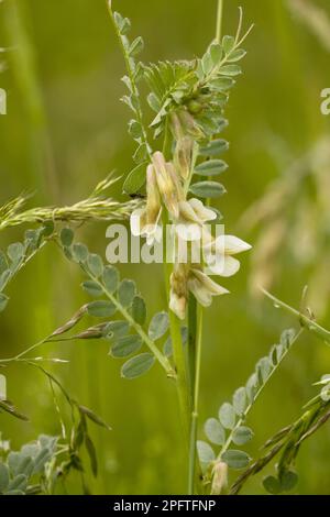 Ungarische Wiege (Vicia pannonica), ungarische Wiege, Schmetterlingspflanze, ungarische Wiege, Rumänien Stockfoto