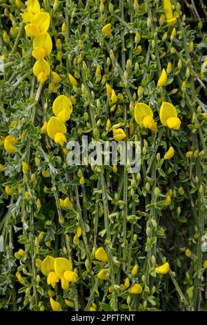 Prostratbesen (Cytisus scoparius ssp) (Maritimus) Nahaufnahme der Blumen, Jersey, Kanalinseln Stockfoto