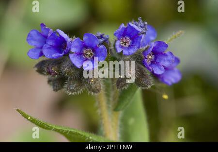 Schwarzblättrige Lungenkraut (Pulmonaria longifolia) aus der Nähe von Dorset, England, Vereinigtes Königreich Stockfoto
