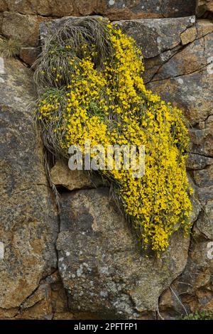 Prostratbesen (Cytisus scoparius ssp) (Maritimus) Blüten, wächst über Felsen, Jersey, Kanalinseln Stockfoto