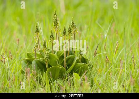 Common Twayblade (Neottia ovata) blühend, Clump Growing on Road Side Range, Sandside, Cumbria, England, Vereinigtes Königreich Stockfoto