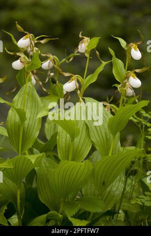 Mountain Lady's Slipper (Cypripedium montanum) Orchideenblüte, Waterton Lakes N. P. Alberta, Kanada Stockfoto