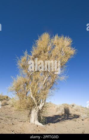 Saxaul (Haloxylon sp.) Gewohnheit, wächst in der Wüste, Khongoryn Els Sanddünen, südliche Gobi Wüste, Mongolei Stockfoto