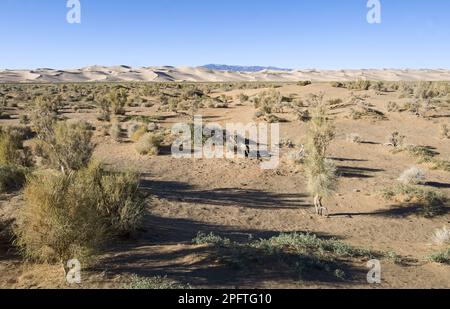 Saxaul (Haloxylon sp.) Wald, wächst in Wüstenlebensraum, Khongoryn Els Sanddünen, südliche Gobi Wüste, Mongolei Stockfoto