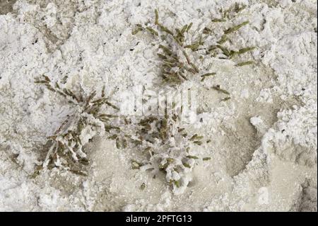 Ganzjährige salzverkrustete Glaswürze (Sarcocornia perennis), die auf einer Salzpfanne angebaut werden, Provinz Santa Cruz, Patagonien, Argentinien Stockfoto