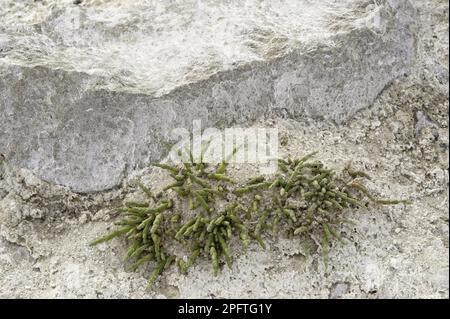 Mehrjährige Glaswürze (Sarcocornia perennis), die auf Saltern wachsen, Provinz Santa Cruz, Patagonien, Argentinien Stockfoto