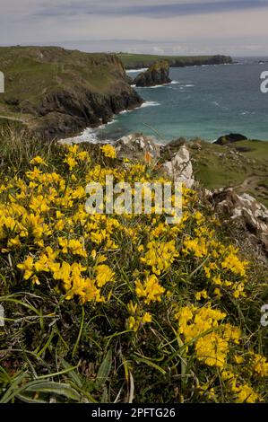 Haarige Greenweed (Genista pilosa) blühen, wachsen in einem Lebensraum auf einer Klippe, The Lizard, Cornwall, England, Vereinigtes Königreich Stockfoto