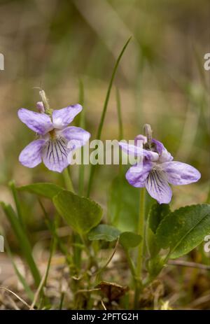 Teesdale Violet (Viola rupestris) Flowering, Bulgarien Stockfoto