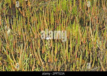 Mehrjährige Glaswürze (Sarcocornia perennis), die auf Salzmarsch, Poole Harbour, Dorset, England, Vereinigtes Königreich angebaut werden Stockfoto