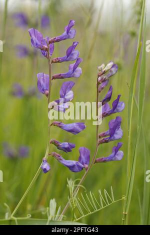 Feine Laubbäume, feine Laubbäume, Causse Mejean, Massif Central, Loze Stockfoto