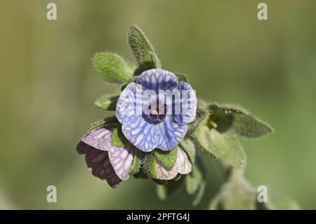 Kretische Hundezunge (Cynoglossum creticum), Blauhundzunge Nahaufnahme von Kreta, Griechenland Stockfoto