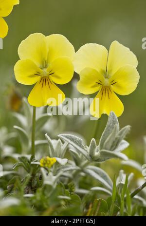 Eugenia-Weichei (Viola eugeniae) in Blume, Abruzzo N. P. Apennines, Italien Stockfoto