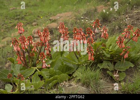 Schneebesen (Erythrina zeyheri) blühend, Südafrika Stockfoto