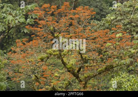 Korallenbaum (Erythrina poeppigiana) eingebürgerte Arten, blühend, mit Epiphyten, die auf Zweigen wachsen, Trinidad, Trinidad und Tobago Stockfoto