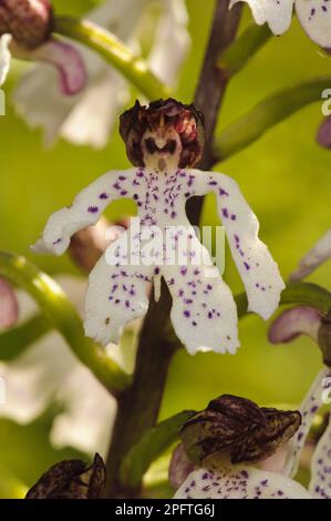 Lady Orchid (Orchis purpurea) Nahaufnahme von Flower, Denge Wood, North Downs, Kent, England, Vereinigtes Königreich Stockfoto