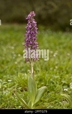 Blühende Riesenorchidee (Himantoglossum robertianum), Sardinien, Italien Stockfoto