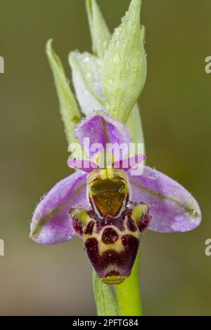 Woodcock Orchid (Ophrys scolopax): Blume aus nächster Nähe, mit Regentropfen nach Regen, Causse de Gramat, Massif Central, Lot Region, Frankreich Stockfoto