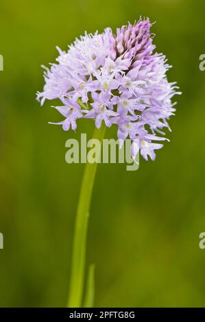 Rundkopforchidee (Traunsteinera globosa) aus der Nähe des Blumenspiks, Aveto Regional Park, Provinz Genua, Ligurien, Italien Stockfoto