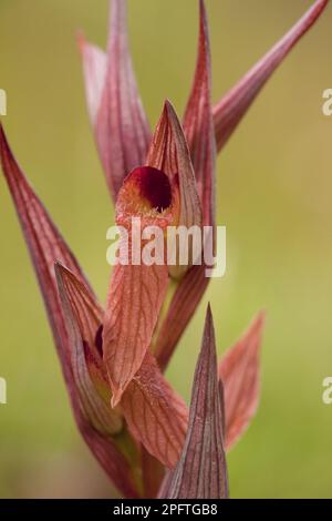 Longlippenzunge Orchidee (Serapias vomeracea) Nahaufnahme von Blumen, Süditalien Stockfoto