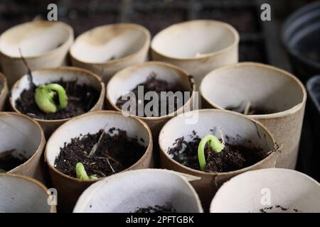 Zwergbohne (Phaseolus sp.) "Ferrari", Setzlinge, die in Toilettenpapierrohren aus Karton wachsen, in einem Schuppen auf einem Gemüsebeet, Mendlesham, Suffolk Stockfoto