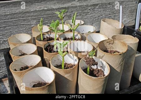 Zwergbohne (Phaseolus sp.) "Ferrari", Setzlinge, die in Toilettenpapierrohren aus Karton auf Gemüsebeeten im Garten wachsen, Mendlesham, Suffolk Stockfoto