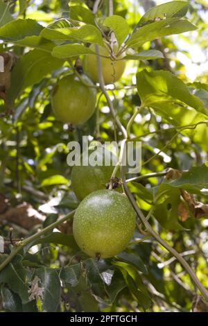Passionsfrucht (Passiflora edulis), Passionsfrucht, Maracuja, Passionsblumenfamilie, Passionsfrucht Stockfoto