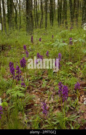 Römische Orchidee (Dactylorhiza romana), blühende Masse, wächst in Eichenwald Habitat, Pollino N. P. Süditalien Stockfoto