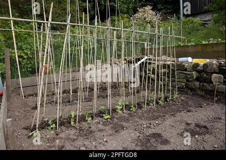 Setzlinge aus Läuferbohnen (Phaseolus coccineus), die mit Rohrrahmenstütze wachsen, auf Gemüseplantagen im Garten, Cumbria, England, Großbritannien Stockfoto