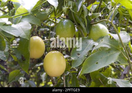 Passionsfrucht (Passiflora edulis), Passionsfrucht, Maracuja, Passionsblumenfamilie, Passionsfrucht Stockfoto