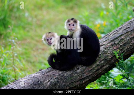 Weißkopfcapuchin (Cebus capucinus), Paar Erwachsene Stockfoto