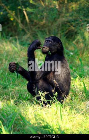 Bonobo (Pan paniscus), Bonobo, Erwachsenenfütterung Stockfoto