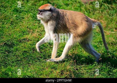 pattasaffe (Erythrocebus patas patas) Stockfoto