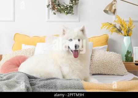 Weißer Samoylierter Hund liegt im Schlafzimmer an Ostern Stockfoto