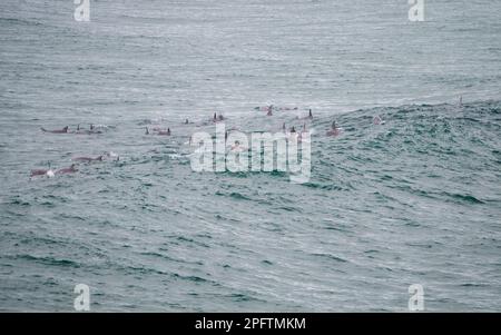 Riesige Herde oder Herden von Großen Tümmlern, deren Rückenflossen aus dem Ozean heraufschnuppern, um wie Stacheln im Meerwasser auszusehen, Schwanzklatschen und Angeln Stockfoto