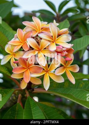 Schöne duftende Frangipani-Blüten auf dem Baum, rosa orange gelbe Farben, ein Strauß auf dem Baum, grüne Blätter Stockfoto