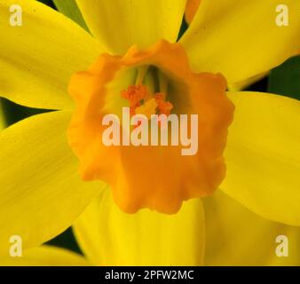 Nahaufnahme von Gelbnussbraun (Narcissus pseudonarcissus) Blüte auf schwarzem Hintergrund Stockfoto