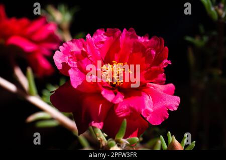 Blume Stockfoto