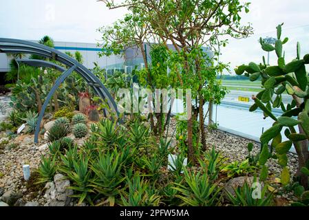 Cactus Garden in Singapore Airport Stockfoto