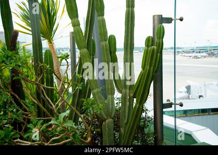 Cactus Garden in Singapore Airport Stockfoto