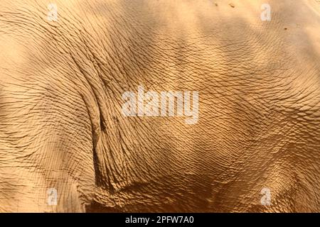 Nahaufnahme der Elefantenhaut als Tier Hintergrund Stockfoto