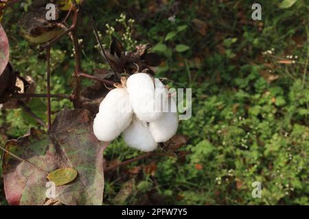 die peruanische Pima-Baumwolle auf einem Bauernhof für die Ernte ist eine Geldfrucht Stockfoto