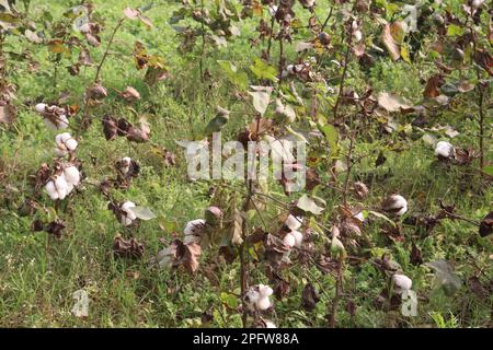 die peruanische Pima-Baumwolle auf einem Bauernhof für die Ernte ist eine Geldfrucht Stockfoto