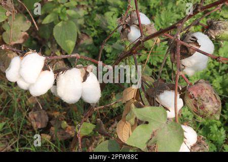 die peruanische Pima-Baumwolle auf einem Bauernhof für die Ernte ist eine Geldfrucht Stockfoto