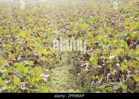 die peruanische Pima-Baumwolle auf einem Bauernhof für die Ernte ist eine Geldfrucht Stockfoto