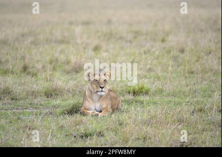 Eine schlafende Löwin (Panthera leo), die im epischen Masai Mara, Narok Kenya KE, einen Mord verfolgt Stockfoto