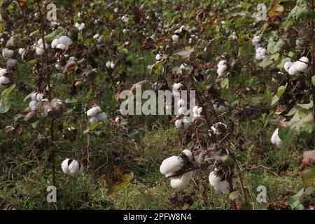 die peruanische Pima-Baumwolle auf einem Bauernhof für die Ernte ist eine Geldfrucht Stockfoto