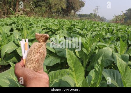 Grüne Tabakfarm mit Geldbeutel und Zigarette zur Ernte Stockfoto