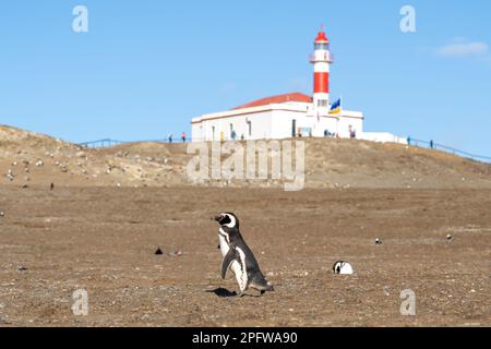 Seitenprofil eines Magellanischen Pinguins vor dem berühmten Leuchtturm im Hintergrund auf Magdalena Island, Punta Arenas, Chile. Stockfoto